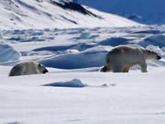 11B A Polar Bear And Her Cub Close Up Run Away From Us On Day 4 Of Floe Edge Adventure Nunavut Canada